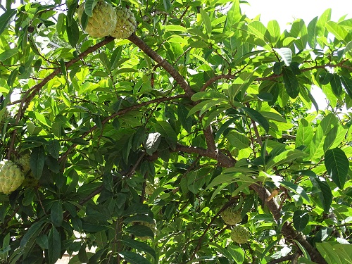 DSC04634